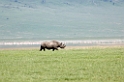 Ngorongoro Nasehorn00